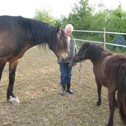 Koldblodstraver Don Damask *solgt*