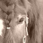 Koldblodstraver Don Damask *solgt*