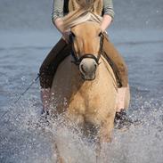 Fjordhest Dina