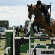 Dansk Varmblod Fuglesangsgårds Domain