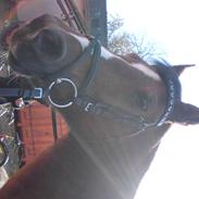 Anden særlig race Linette *DØD*