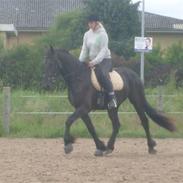 Anden særlig race pilgrim