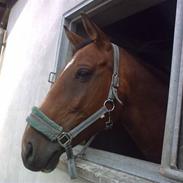 Anden særlig race Edwardo