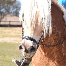 Tyroler Haflinger Whisper Elghuset