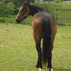 Anden særlig race Carmen Electra