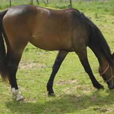 Anden særlig race Carmen Electra
