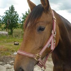 Anden særlig race Carmen Electra