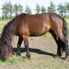 Dartmoor  Bob Marley *SOLGT*