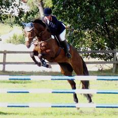 Dansk Varmblod Stenvænge Polo 
