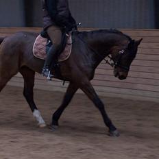 Dansk Varmblod Stenvænge Polo 