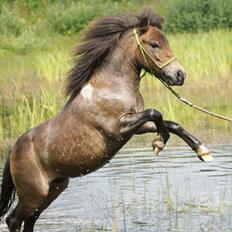 Shetlænder Vanggårdens Herbie