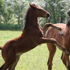 Dansk Varmblod Graff Marron