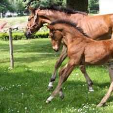 Dansk Varmblod Graff Marron