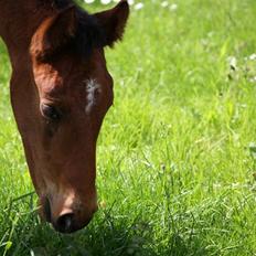 Dansk Varmblod Graff Marron