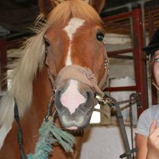 Pinto Hestehavens Julius 