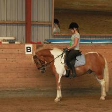 Pinto Hestehavens Julius 