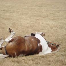 Pinto Hestehavens Julius 