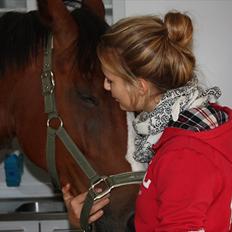 Hollandsk Varmblod Why Not - aflivet :(