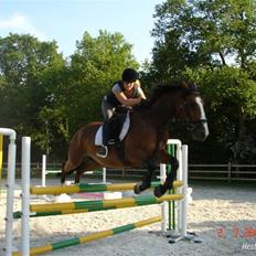 Hollandsk Varmblod Why Not - aflivet :(