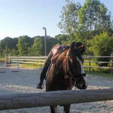 Hollandsk Varmblod Why Not - aflivet :(