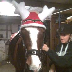 Dansk Varmblod  Uniqe - Bedste ven- SAVN