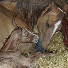 Anden særlig race rolex står i videbæk