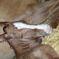 Anden særlig race rolex står i videbæk