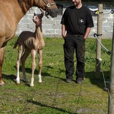 Anden særlig race rolex står i videbæk