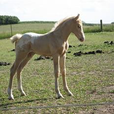 Anden særlig race MiraQulix *SOLGT*