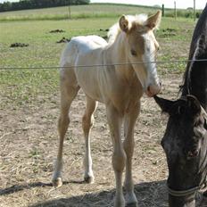 Anden særlig race MiraQulix *SOLGT*