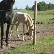 Anden særlig race MiraQulix *SOLGT*