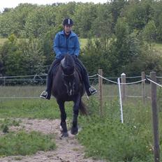 Dansk Varmblod Mata - hari *Savnet*