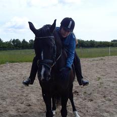 Dansk Varmblod Mata - hari *Savnet*