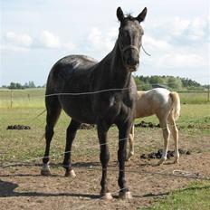 Knabstrupper CirQeline *SOLGT*