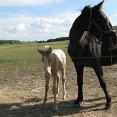 Knabstrupper CirQeline *SOLGT*