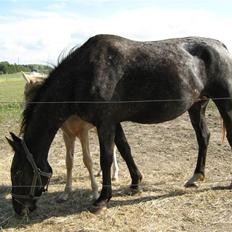 Knabstrupper CirQeline *SOLGT*