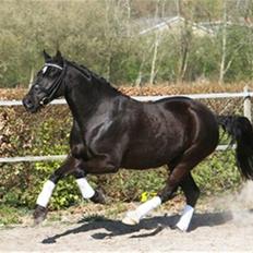 Welsh Cob (sec D) Højsgaard's Santos SOLGT