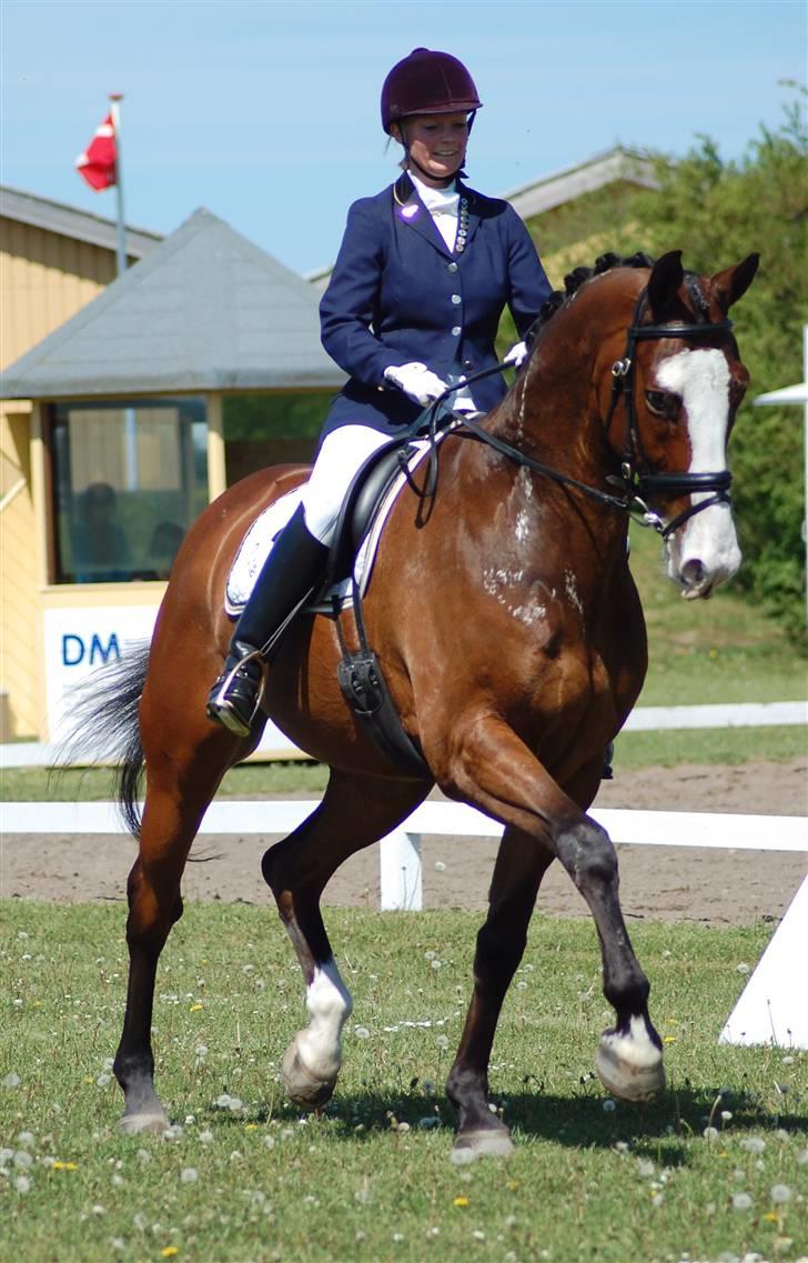 Dansk Varmblod Mifune, R.I.P. - Taget af Mathilde K.N. billede 16