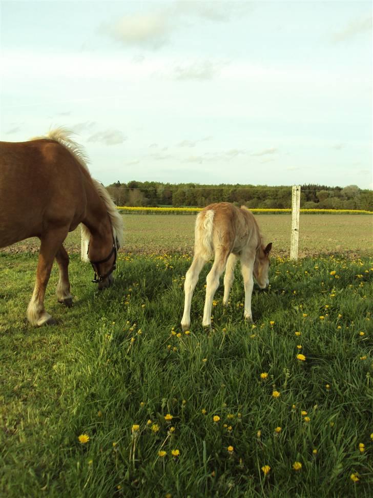 Haflinger Bellamira  <3  billede 9