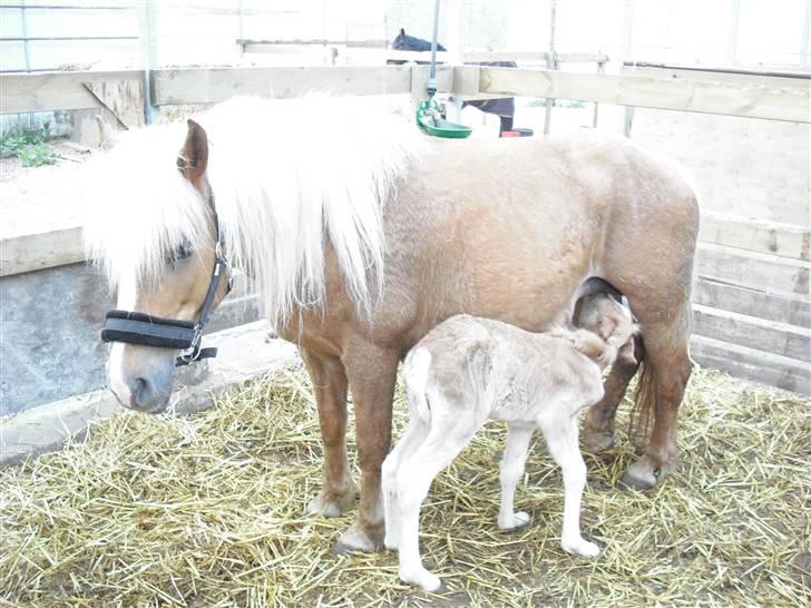 Haflinger Bellamira  <3  - Et par dage gammel :) billede 10