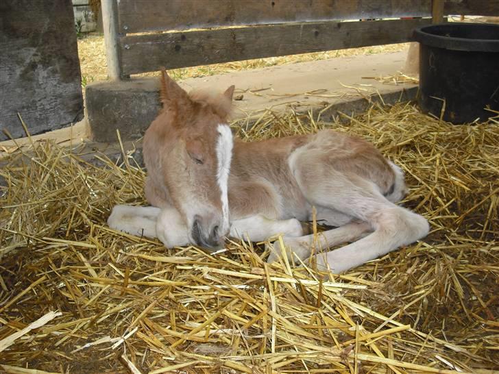 Haflinger Bellamira  <3  - Nårh Søde billede 11