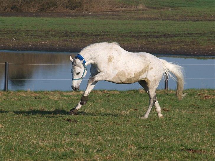 Holstener Toermalijn R.I.P :S billede 7