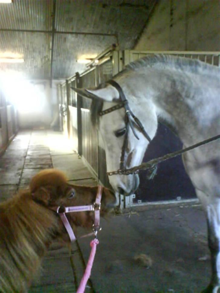Holstener Toermalijn R.I.P :S - da vi fik Stella Thor er glad for hende :) billede 8