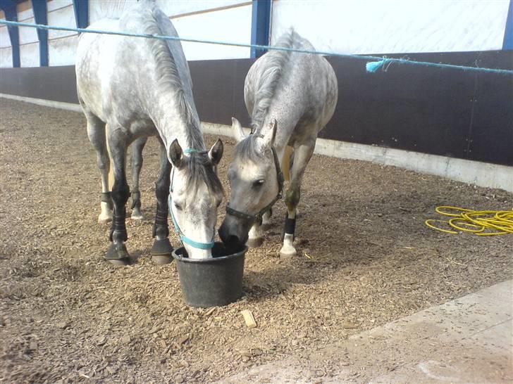 Holstener Toermalijn R.I.P :S - Thor&André billede 10