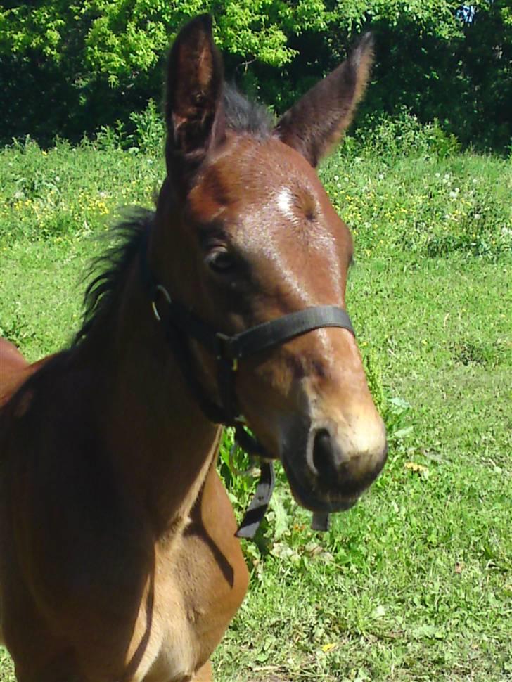 Traver *Select T* - Det mest vakse lille fjæs!! billede 7