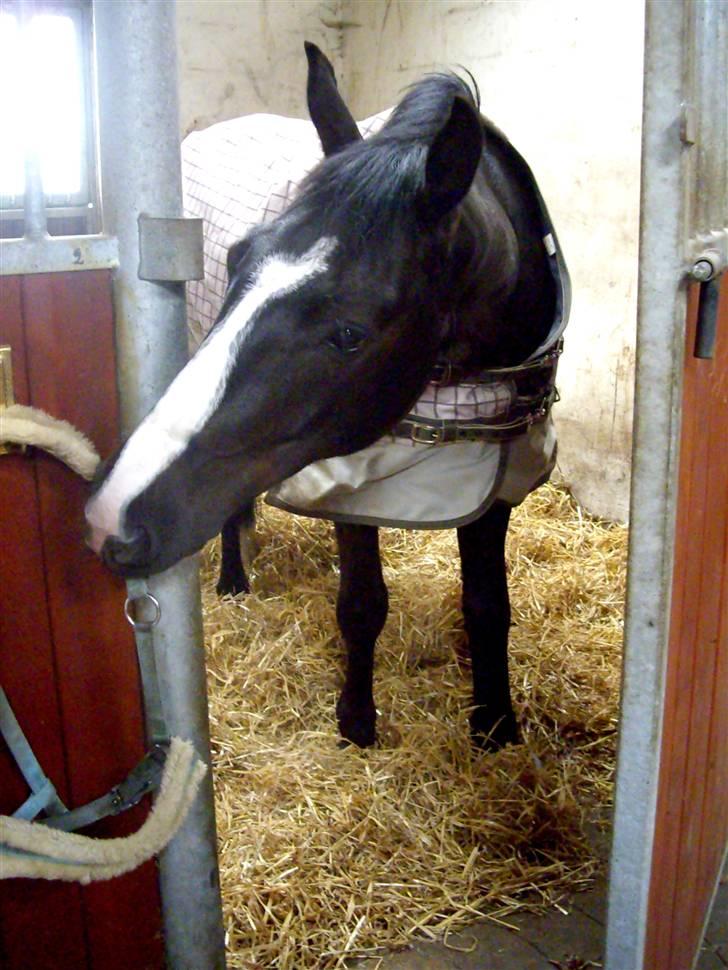 Anden særlig race » Spirit - Solgt. - Spirit. billede 19