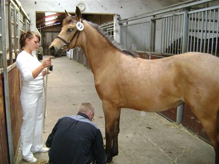 Palomino Miss Alba - 1 års plagskue april 2009 billede 8