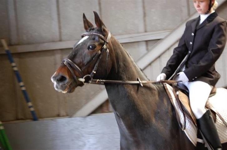 Traver Tazz <3*R.I.P.d.21/4'10* - Opvarmning. billede 6