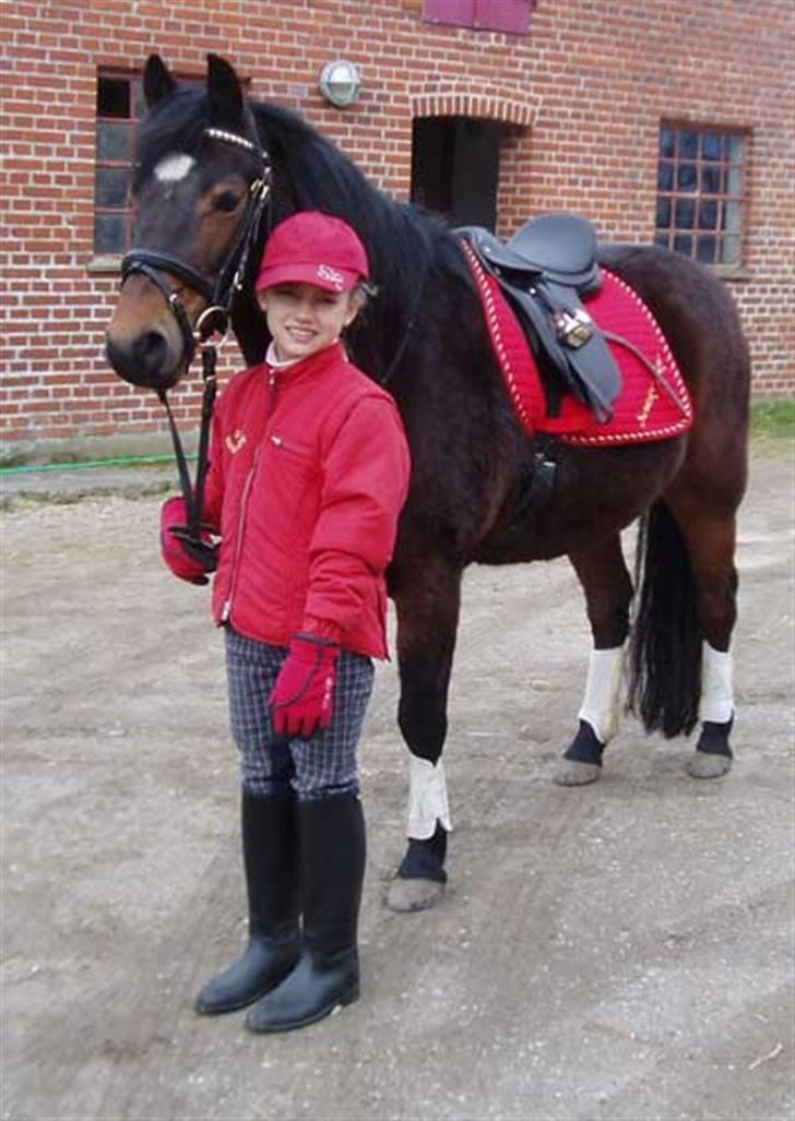 Welsh Pony (sec B) Korreborg's Sonny Boy " SOLGT" :( - Korreborg´s Sonny Boy marts 2009 billede 16