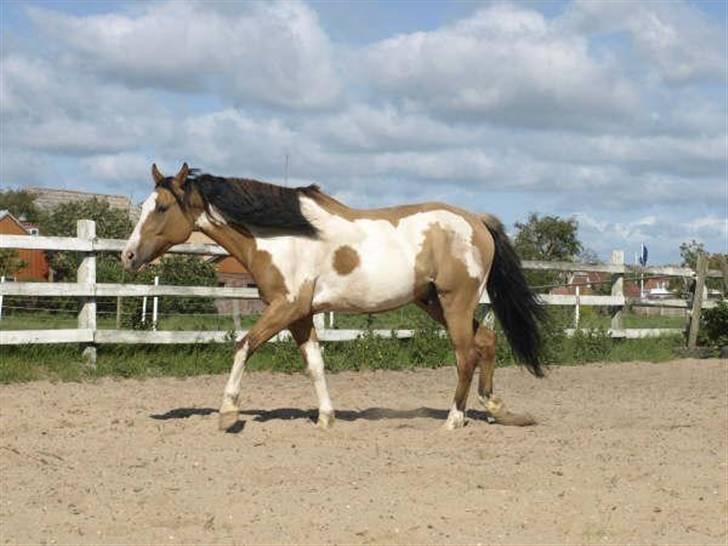 Paint Laddy billede 7